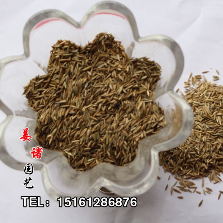 批發(fā)供應(yīng)高羊茅種子 出芽率高 品種 廠家直銷  實物拍攝示例圖4