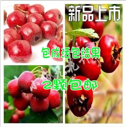 山楂樹苗 嫁接苗 果樹盆栽 健脾開胃消食化滯特價(jià)熱賣  量大從優(yōu)示例圖1