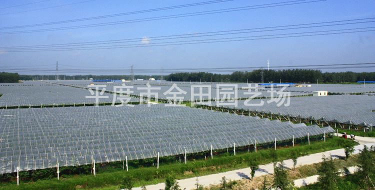 育苗基地直銷 ピオーネ 葡萄樹苗 南北方種植示例圖2