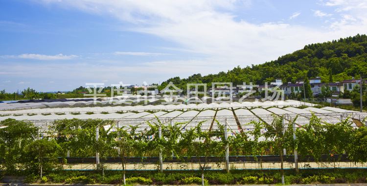 育苗基地直銷 ピオーネ 葡萄樹苗 南北方種植示例圖3