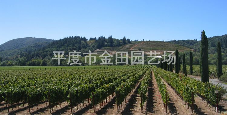 育苗基地直銷 ピオーネ 葡萄樹苗 南北方種植示例圖4