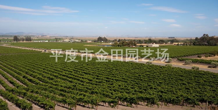 育苗基地直銷 ピオーネ 葡萄樹苗 南北方種植示例圖5