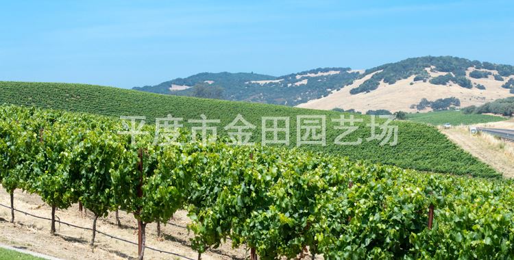 育苗基地直銷 ピオーネ 葡萄樹苗 南北方種植示例圖7