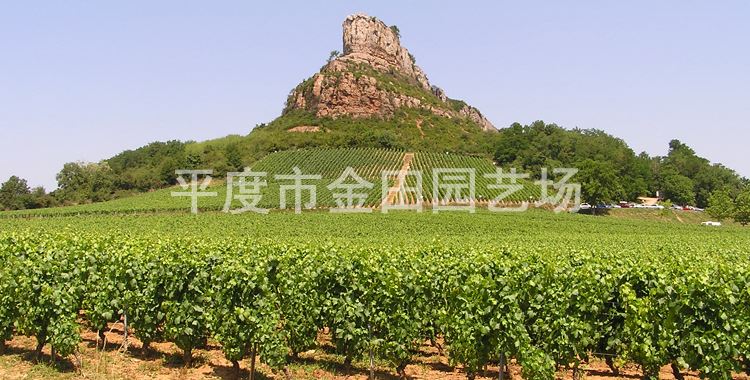 育苗基地直銷 ピオーネ 葡萄樹苗 南北方種植示例圖8