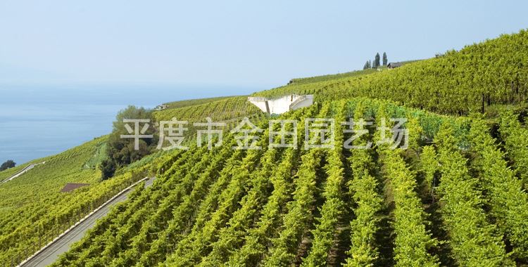 育苗基地直銷 ピオーネ 葡萄樹苗 南北方種植示例圖9