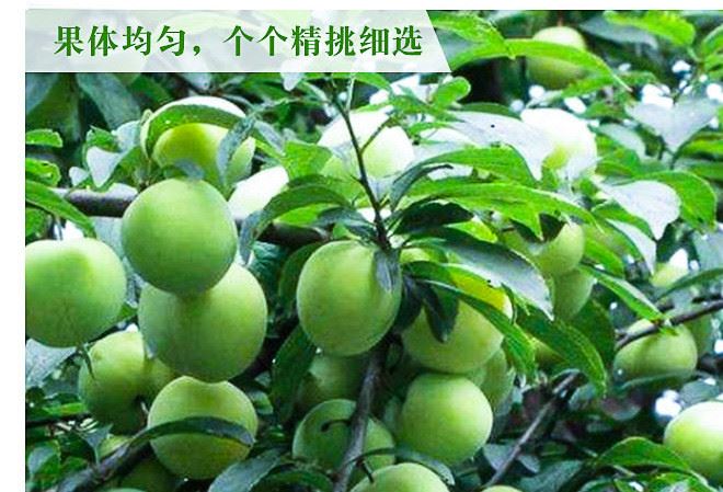 果园先摘先发四川赶场山大白李 新鲜李子批发10斤装包邮