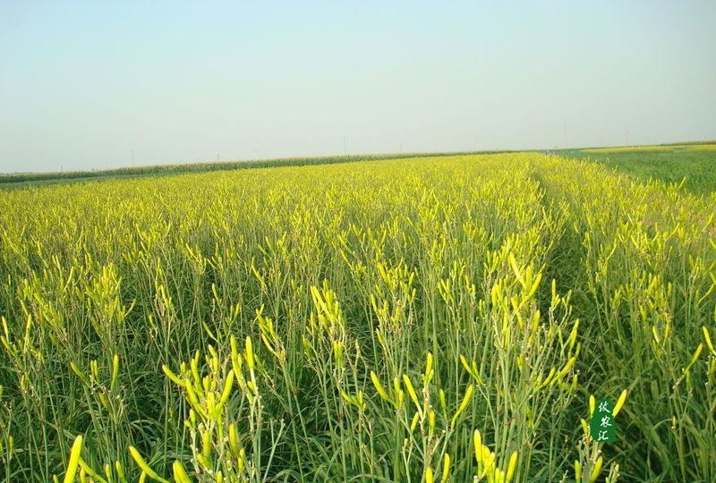 农家自种特级无硫黄花菜 正宗祁东黄花菜干货散装金针菜干货批发