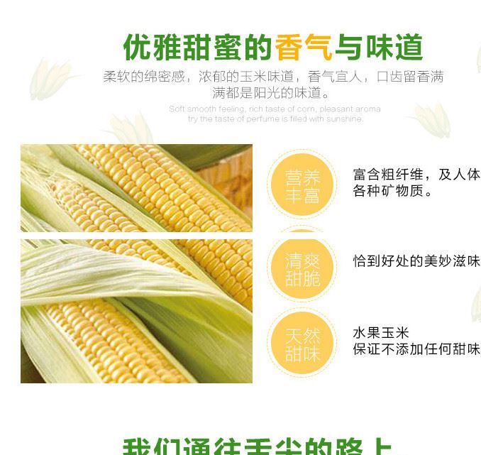 湖南攸縣新鮮水果玉米 有機(jī)黃玉米水果玉米甜糯玉米農(nóng)家特產(chǎn)示例圖2