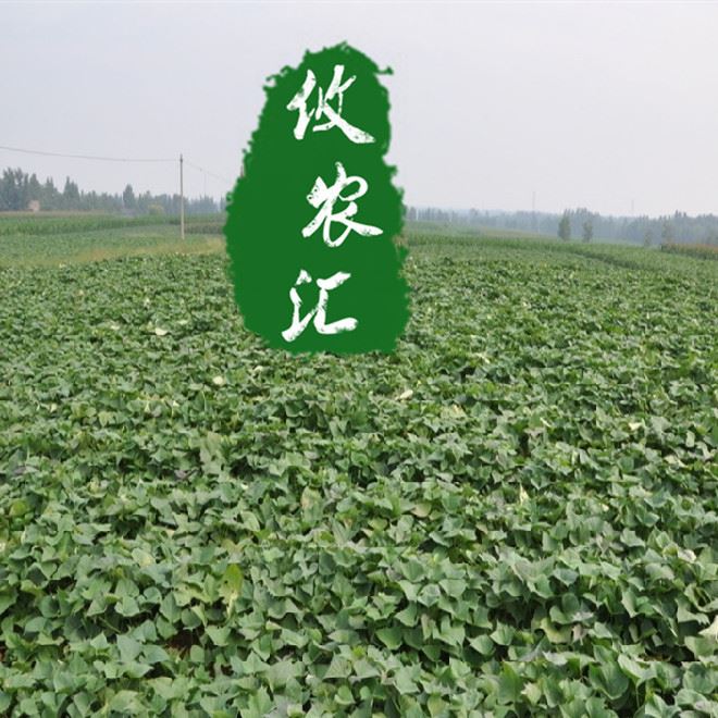 湖南攸縣地瓜新鮮地瓜新鮮番薯 紅薯 香薯 地瓜 山芋500g示例圖4