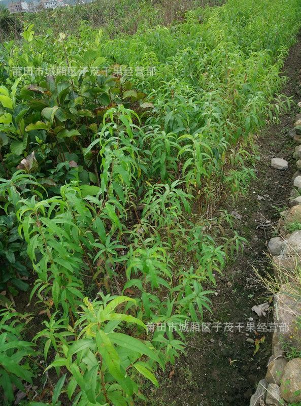 桃樹(shù)苗2年苗庭院果樹(shù)苗 種植新品種果樹(shù)苗 園林綠化果樹(shù)苗批發(fā)示例圖3