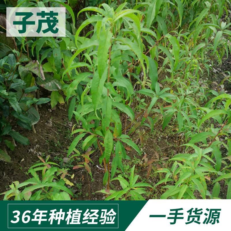 桃树苗2年苗庭院果树苗 种植新品种果树苗 园林绿化果树苗批发示例图1