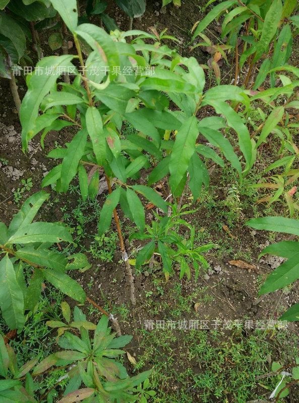 桃树苗2年苗庭院果树苗 种植新品种果树苗 园林绿化果树苗批发示例图2