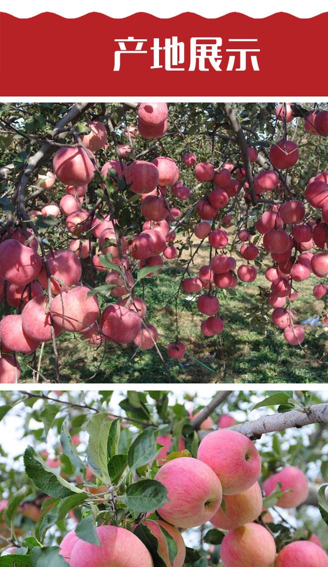 陜西洛川蘋果紅富士蘋果 4斤5斤農家自產 現(xiàn)摘包郵 產地貨源示例圖3