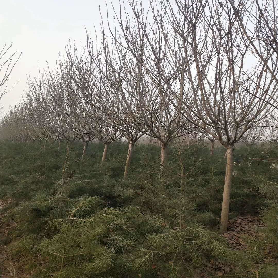 3厘米樱花苗樱花树河南樱花树