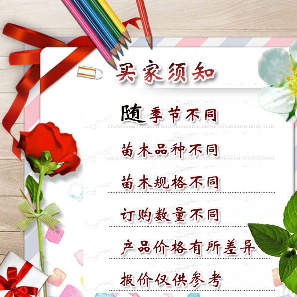 批發紅油香椿樹苗 香椿苗 庭院陽臺果樹 紅油香椿芽示例圖1