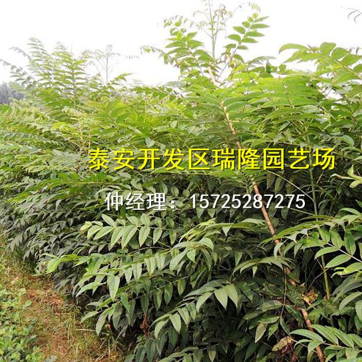 批發紅油香椿樹苗 香椿苗 庭院陽臺果樹 紅油香椿芽示例圖3