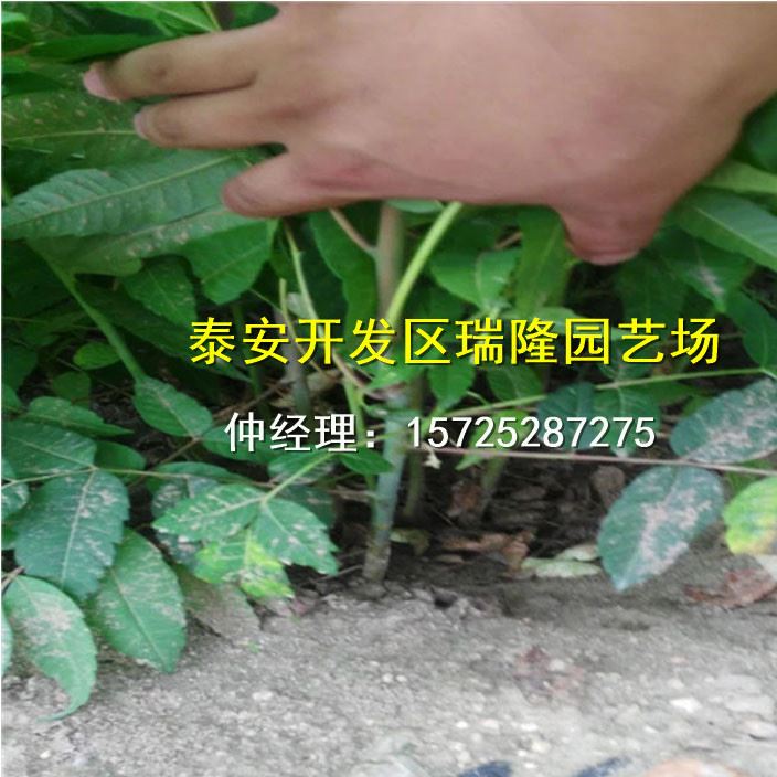 批發紅油香椿樹苗 香椿苗 庭院陽臺果樹 紅油香椿芽示例圖4