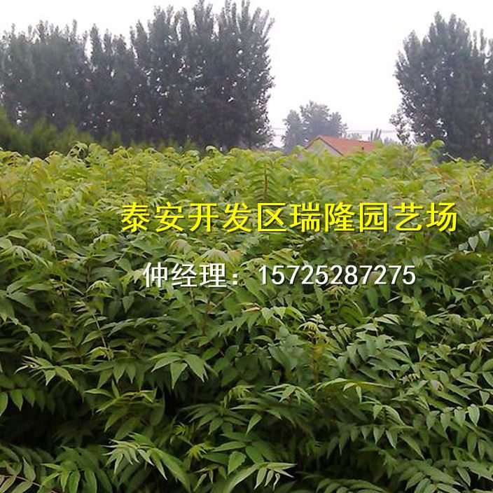 批發紅油香椿樹苗 香椿苗 庭院陽臺果樹 紅油香椿芽示例圖5