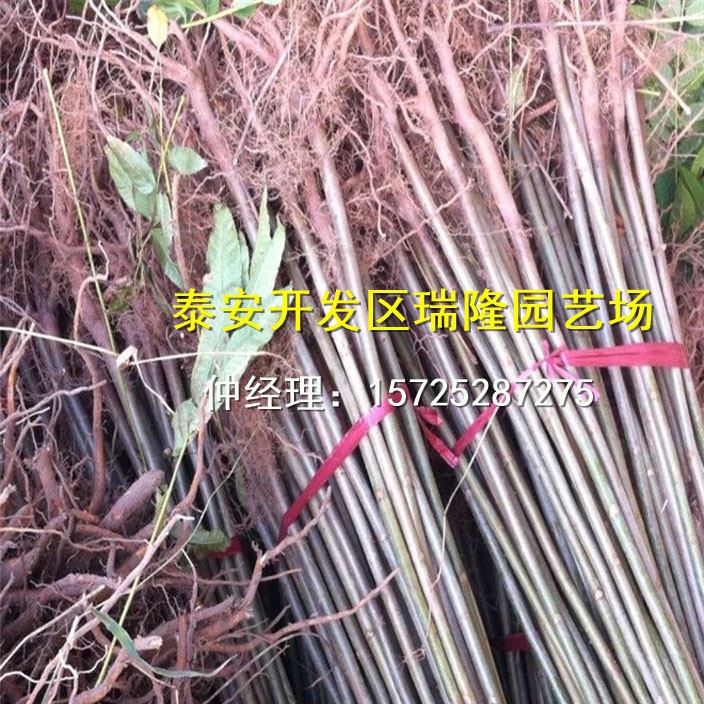 批發紅油香椿樹苗 香椿苗 庭院陽臺果樹 紅油香椿芽示例圖6