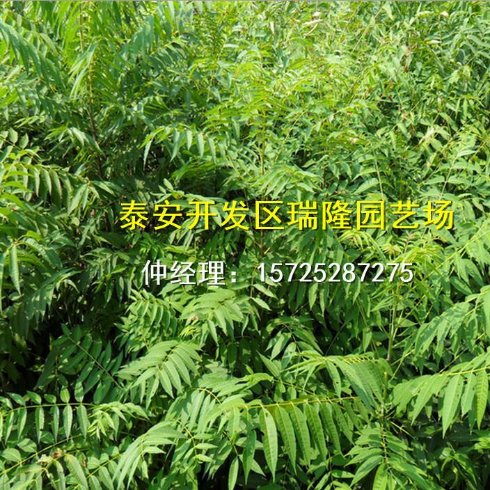 批發紅油香椿樹苗 香椿苗 庭院陽臺果樹 紅油香椿芽示例圖7
