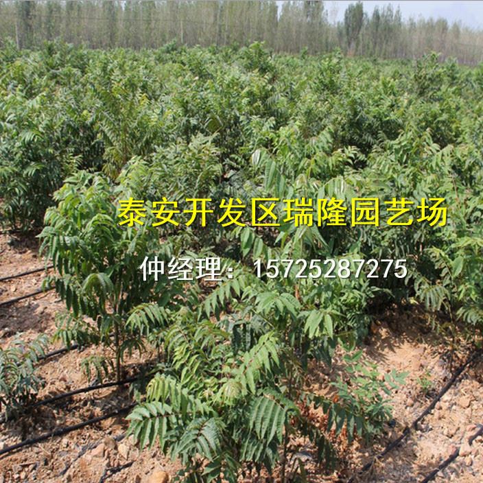 批發紅油香椿樹苗 香椿苗 庭院陽臺果樹 紅油香椿芽示例圖8