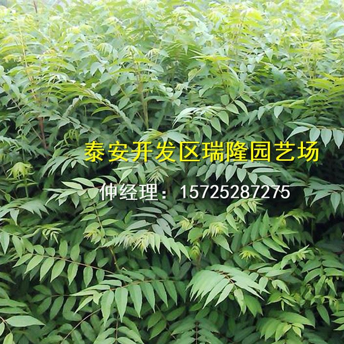 批發紅油香椿樹苗 香椿苗 庭院陽臺果樹 紅油香椿芽示例圖9