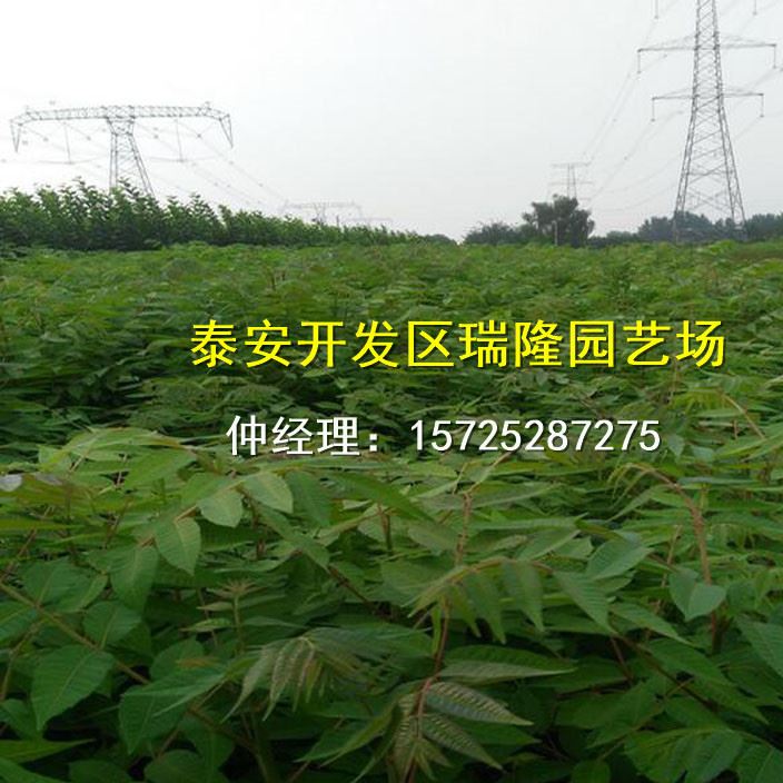 批發紅油香椿樹苗 香椿苗 庭院陽臺果樹 紅油香椿芽示例圖10