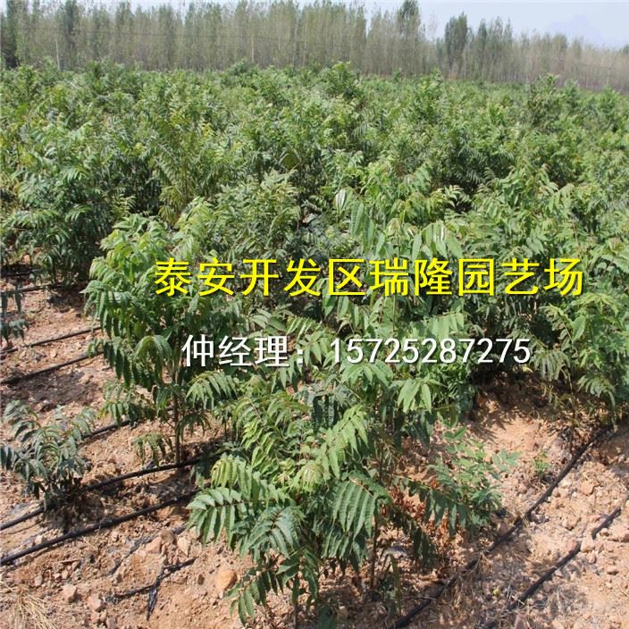 批發紅油香椿樹苗 香椿苗 庭院陽臺果樹 紅油香椿芽示例圖11
