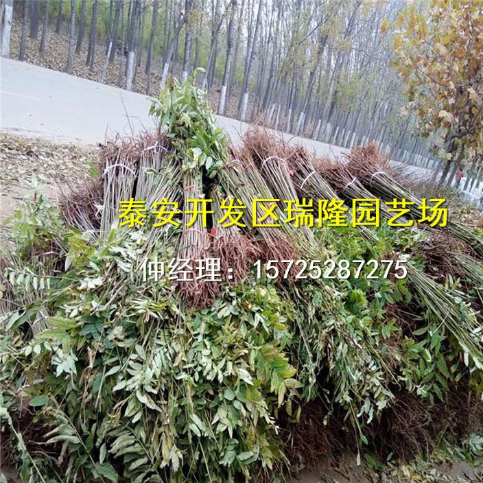 批發紅油香椿樹苗 香椿苗 庭院陽臺果樹 紅油香椿芽示例圖12