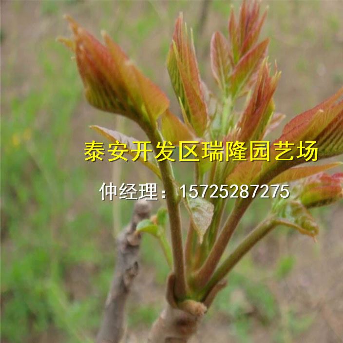 批發紅油香椿樹苗 香椿苗 庭院陽臺果樹 紅油香椿芽示例圖13