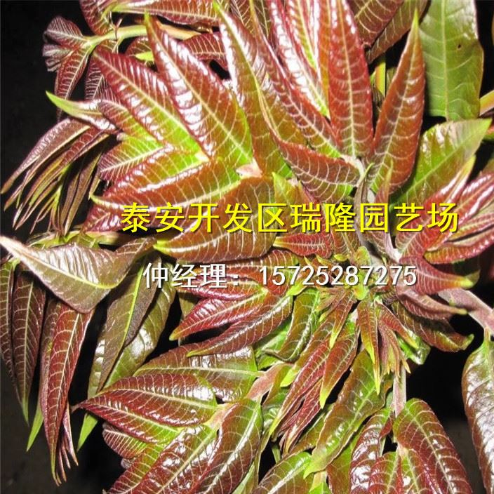 批發紅油香椿樹苗 香椿苗 庭院陽臺果樹 紅油香椿芽示例圖16