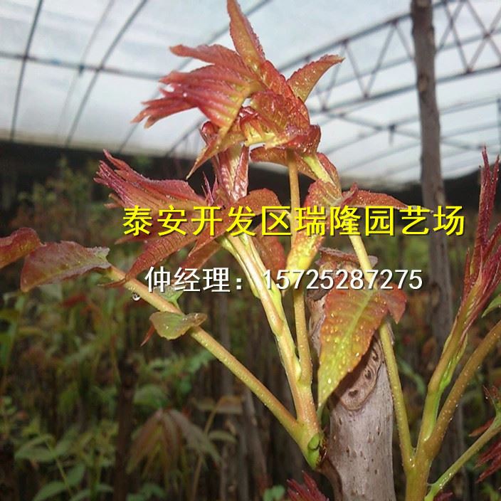 批發紅油香椿樹苗 香椿苗 庭院陽臺果樹 紅油香椿芽示例圖15