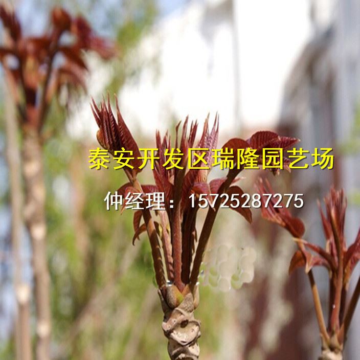 批發紅油香椿樹苗 香椿苗 庭院陽臺果樹 紅油香椿芽示例圖17
