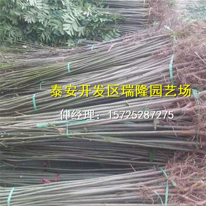 批發紅油香椿樹苗 香椿苗 庭院陽臺果樹 紅油香椿芽示例圖18