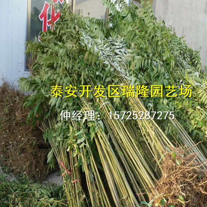 批發紅油香椿樹苗 香椿苗 庭院陽臺果樹 紅油香椿芽示例圖20