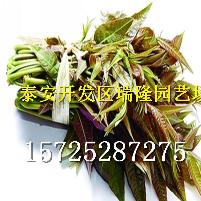 批發紅油香椿樹苗 香椿苗 庭院陽臺果樹 紅油香椿芽示例圖21