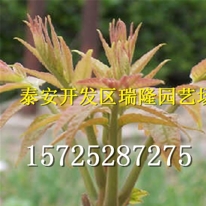 批發紅油香椿樹苗 香椿苗 庭院陽臺果樹 紅油香椿芽示例圖22