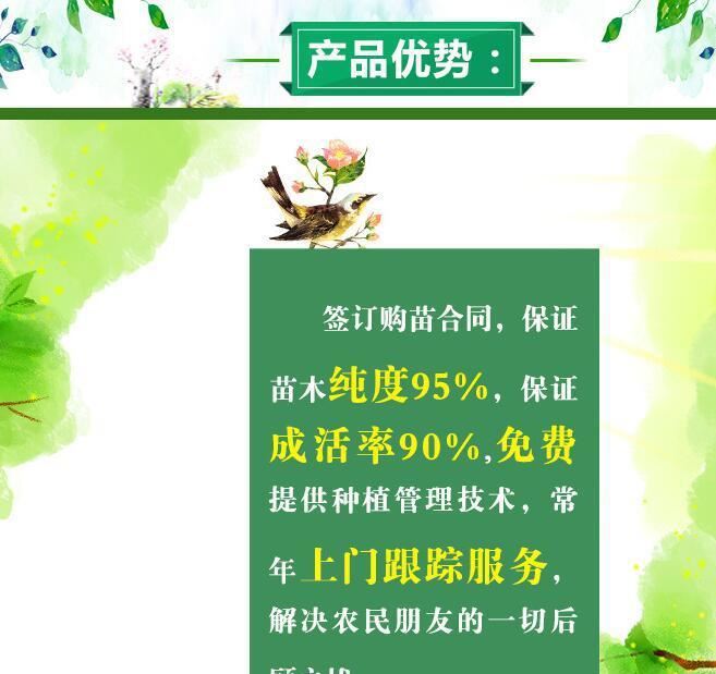 批發紅油香椿樹苗 香椿苗 庭院陽臺果樹 紅油香椿芽示例圖24