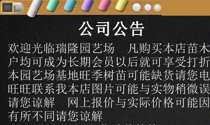 批發紅油香椿樹苗 香椿苗 庭院陽臺果樹 紅油香椿芽示例圖27