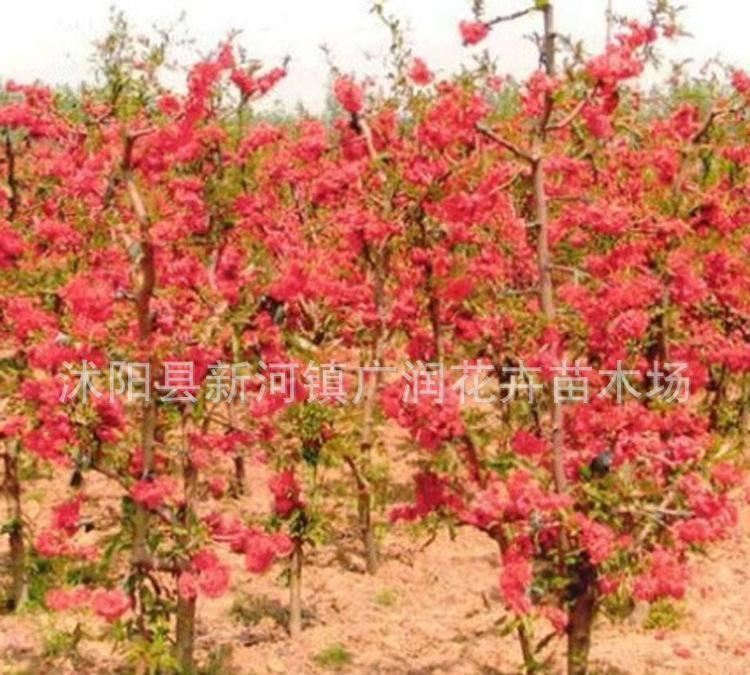 批發(fā)庭院觀花植物小苗 鐵桿海棠苗 園林綠化苗木 基地直銷示例圖1