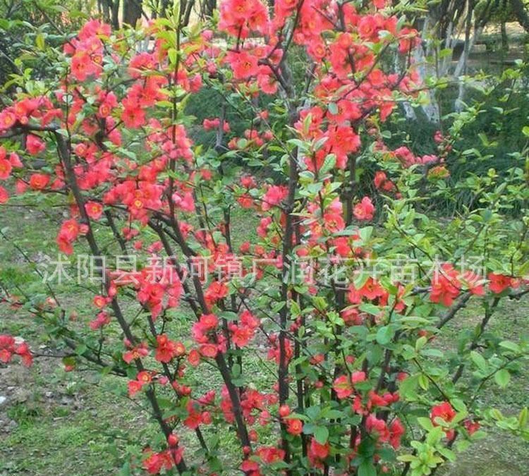 批發(fā)庭院觀花植物小苗 鐵桿海棠苗 園林綠化苗木 基地直銷示例圖2