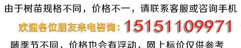 特價盆栽果樹苗四季小金橘果苗小柑桔盆景金桔樹苗當(dāng)年結(jié)果示例圖2