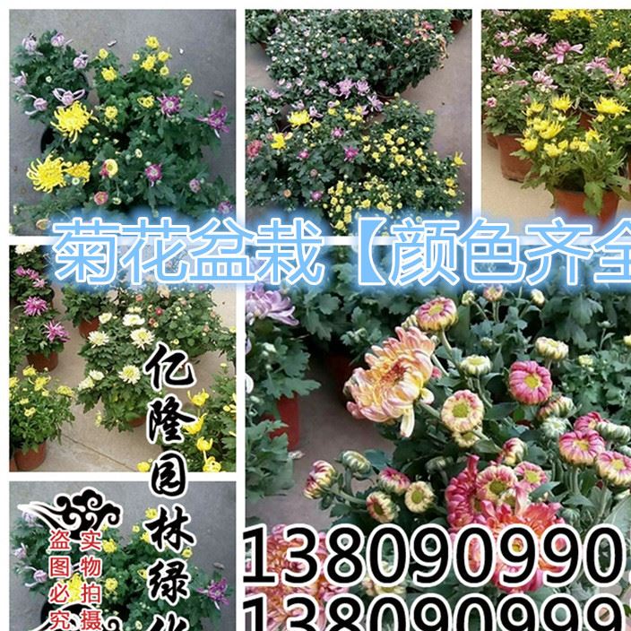 批發(fā)：綠植盆栽  菊花苗 菊花盆栽 當(dāng)年開(kāi)花 適合種植！包成活示例圖1