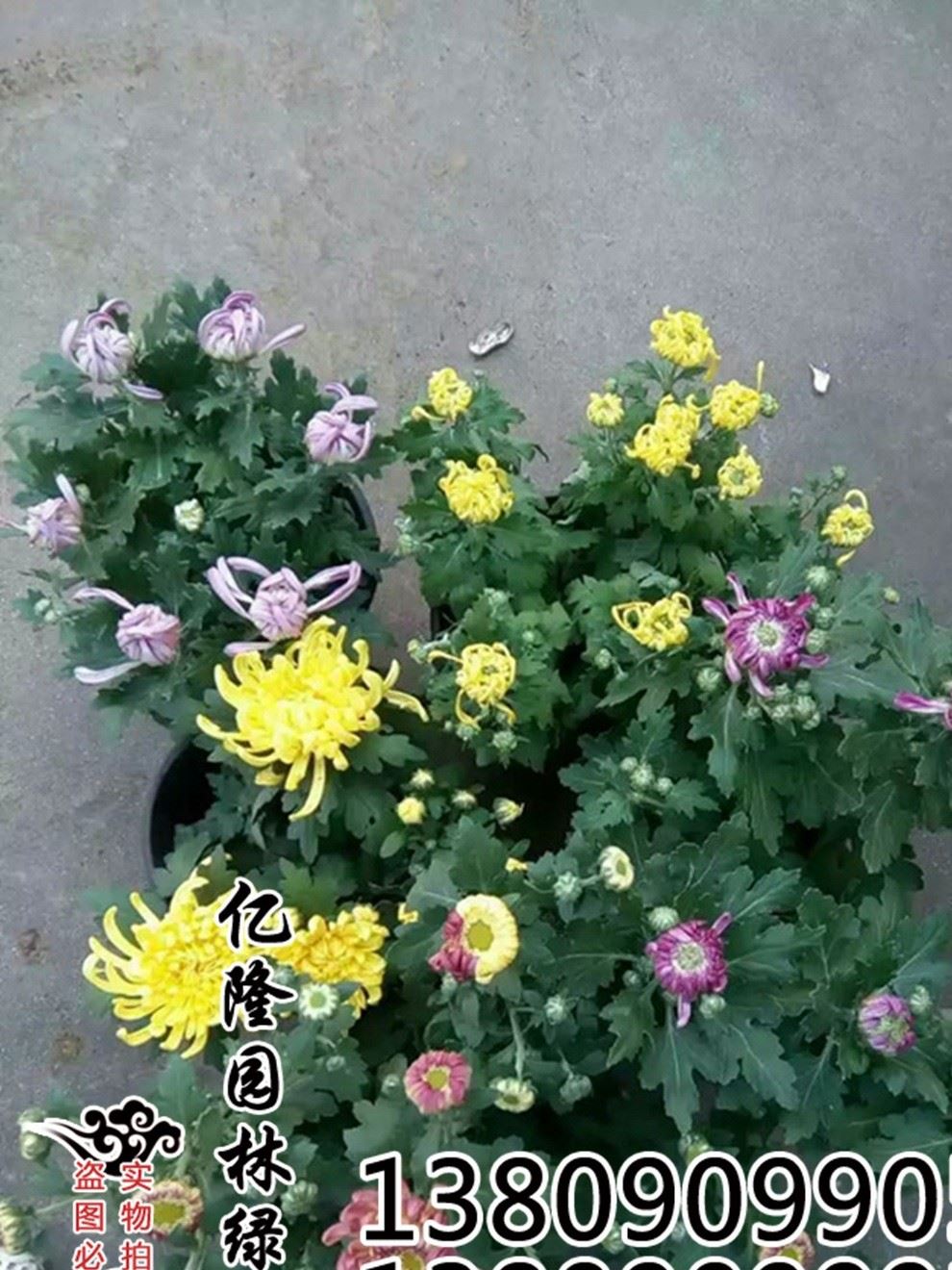 批發(fā)：綠植盆栽  菊花苗 菊花盆栽 當(dāng)年開(kāi)花 適合種植！包成活示例圖2