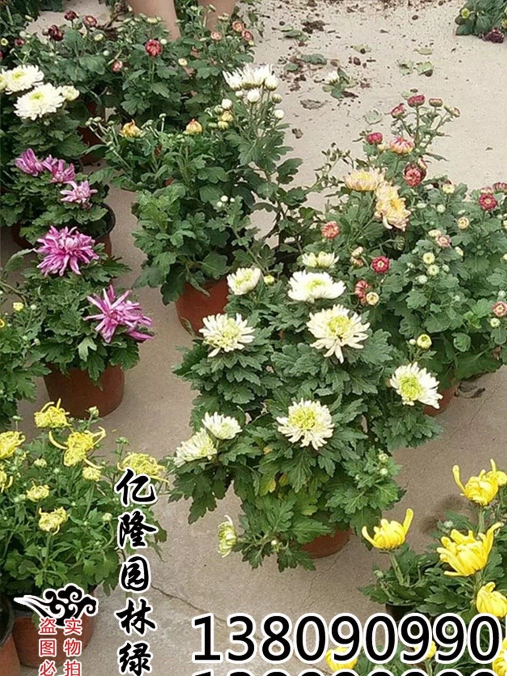 批發(fā)：綠植盆栽  菊花苗 菊花盆栽 當(dāng)年開(kāi)花 適合種植！包成活示例圖3