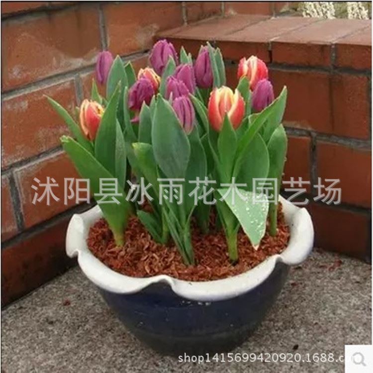 盆栽室內(nèi)花卉植物種球批發(fā)郁金香種球顏色 買四送一示例圖1