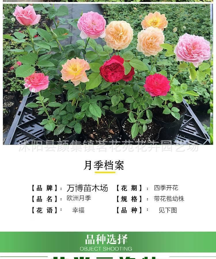 月季 月季花苗 藤本月季 歐洲月季 拿鐵咖啡 營養(yǎng)杯苗牙簽苗示例圖1