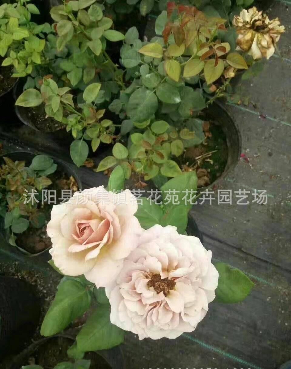 月季 月季花苗 藤本月季 歐洲月季 拿鐵咖啡 營養(yǎng)杯苗牙簽苗示例圖5