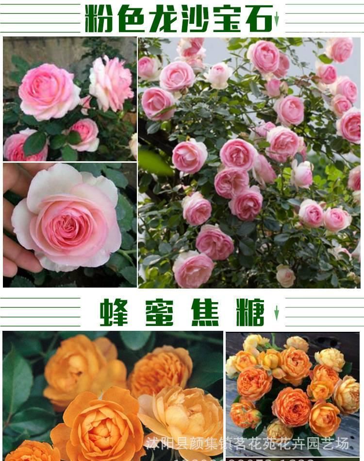 月季 月季花苗 藤本月季 歐洲月季 拿鐵咖啡 營養(yǎng)杯苗牙簽苗示例圖22