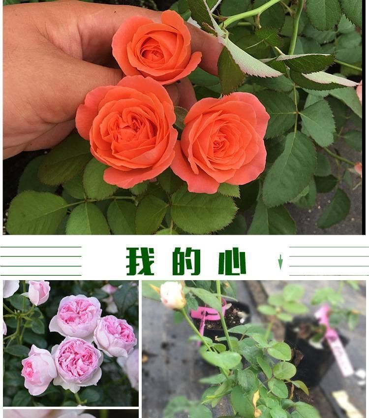 月季 月季花苗 藤本月季 歐洲月季 拿鐵咖啡 營(yíng)養(yǎng)杯苗牙簽苗示例圖23